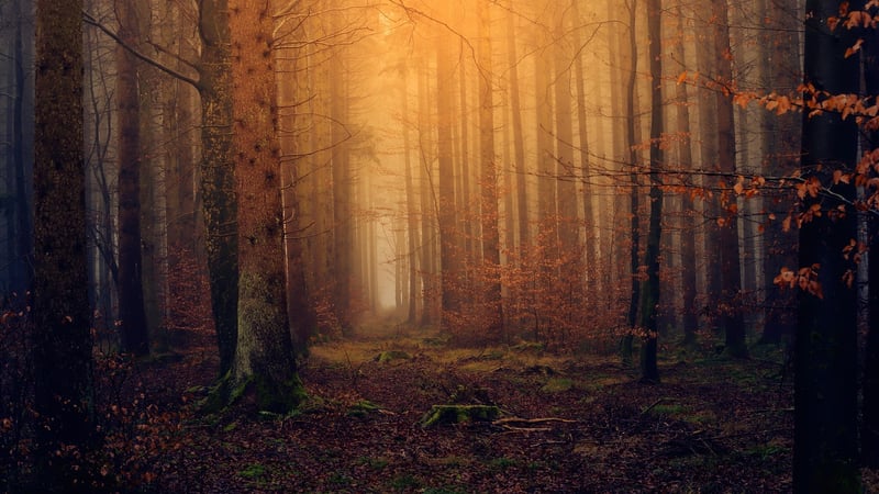 Enchanted Woodland Escapades