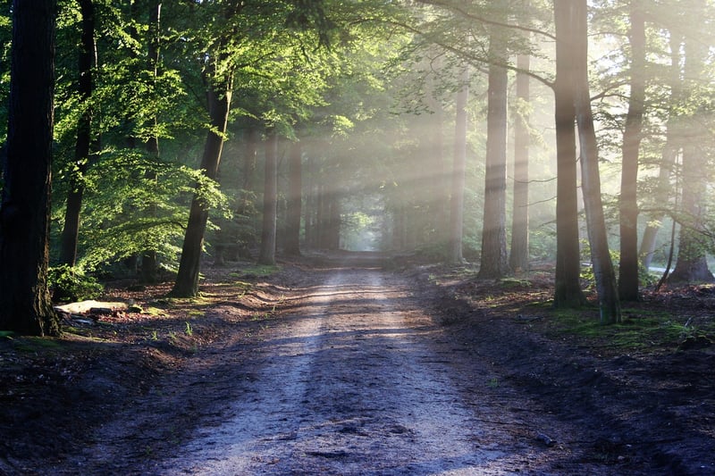 Fairy Tale Forest Trail