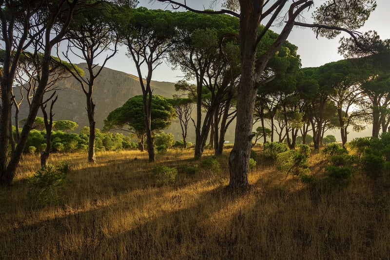 Ethereal Forest