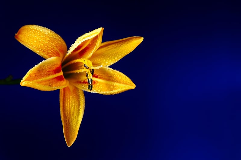 Lily Flowers
